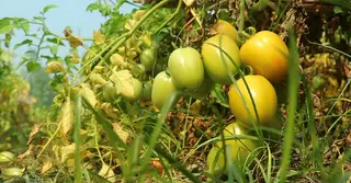 পেঁয়াজের খ্যাতির পর পাবনায় টমেটো চাষেও সাফল্য, কৃষকের মুখে হাসি